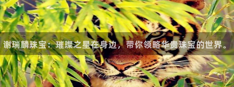 众腾娱乐招商