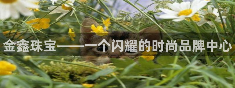 彝族自治州众腾娱乐:金鑫珠宝——一个闪耀的时尚品牌中心